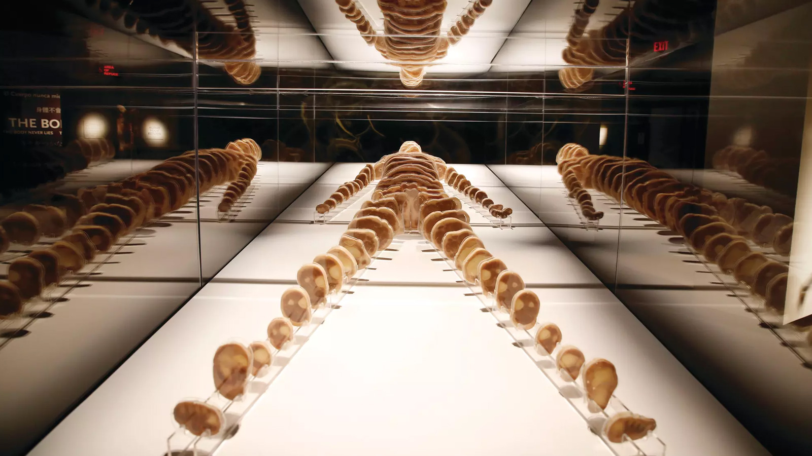 Bodies, the Exhibition